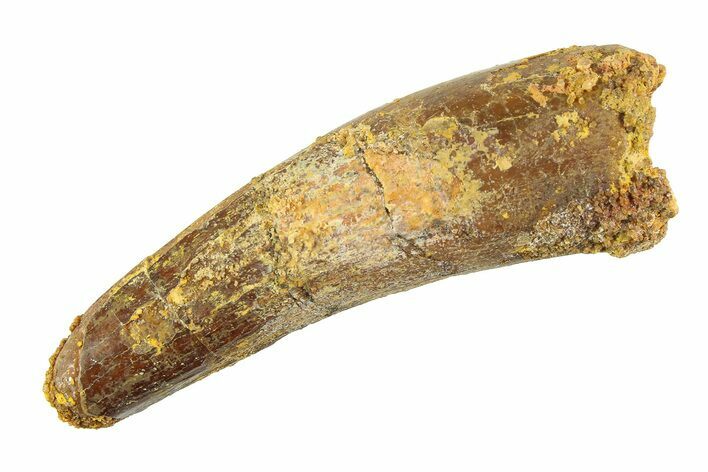 Fossil Spinosaurus Tooth - Real Dinosaur Tooth #353120
